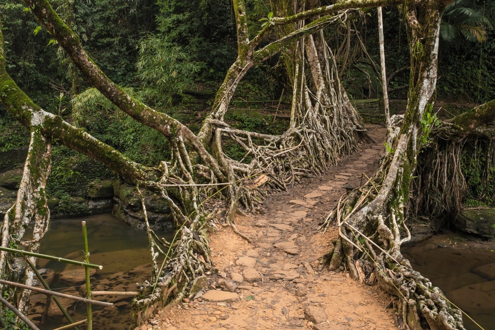 Living Root Bridge 